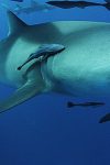 sharkwater-extinction-126894